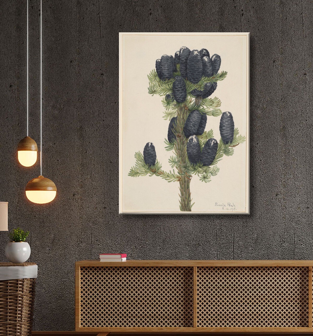 Reproduction Sapin des Alpes (Abies lasiocarpa) de Mary Vaux Walcott, born Philadelphia, PA 1860-died St. Andrews, New Brunswick, Canada 1940 avec decor
