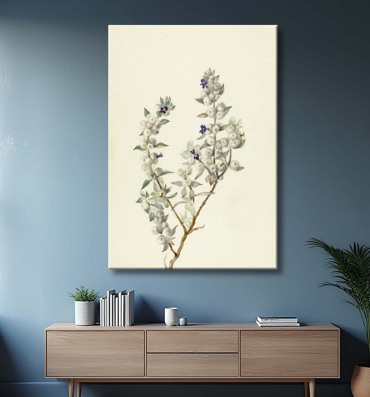 Reproduction Sauge de la Vallée de la Mort (Salvia funerea) de Mary Vaux Walcott, born Philadelphia, PA 1860-died St. Andrews, New Brunswick, Canada 1940 avec decor