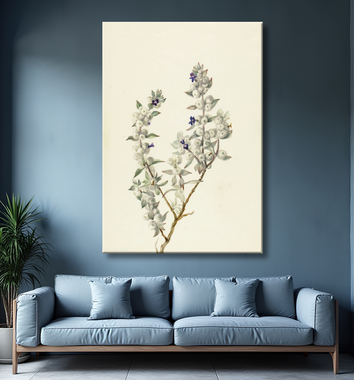 Reproduction Sauge de la Vallée de la Mort (Salvia funerea) de Mary Vaux Walcott, born Philadelphia, PA 1860-died St. Andrews, New Brunswick, Canada 1940 avec decor