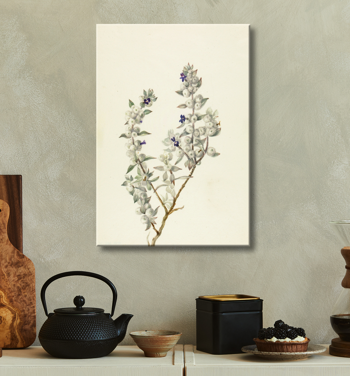 Reproduction Sauge de la Vallée de la Mort (Salvia funerea) de Mary Vaux Walcott, born Philadelphia, PA 1860-died St. Andrews, New Brunswick, Canada 1940 avec decor