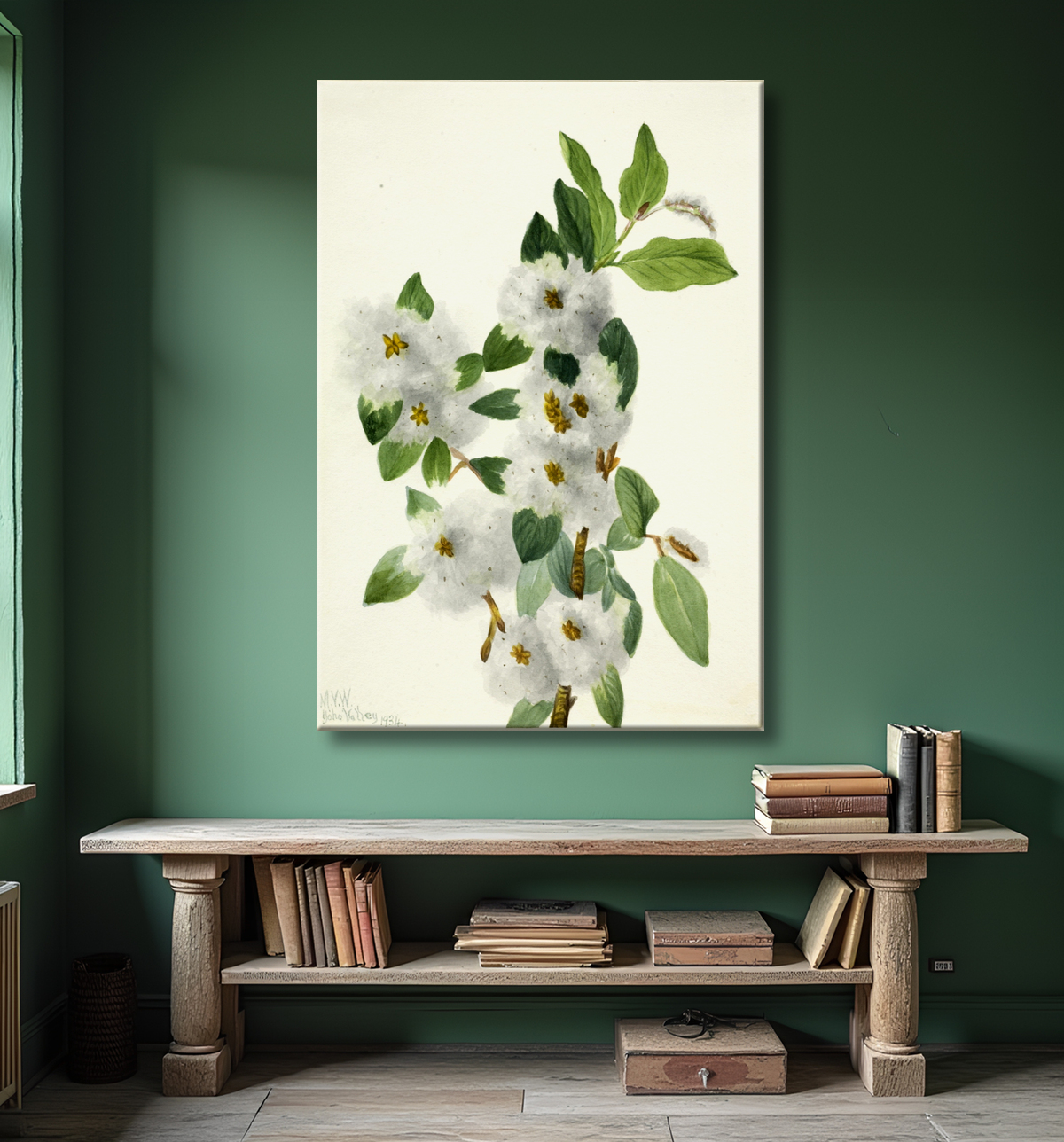 Reproduction Saule rocheux (Salix vestita) de Mary Vaux Walcott, born Philadelphia, PA 1860-died St. Andrews, New Brunswick, Canada 1940 avec decor