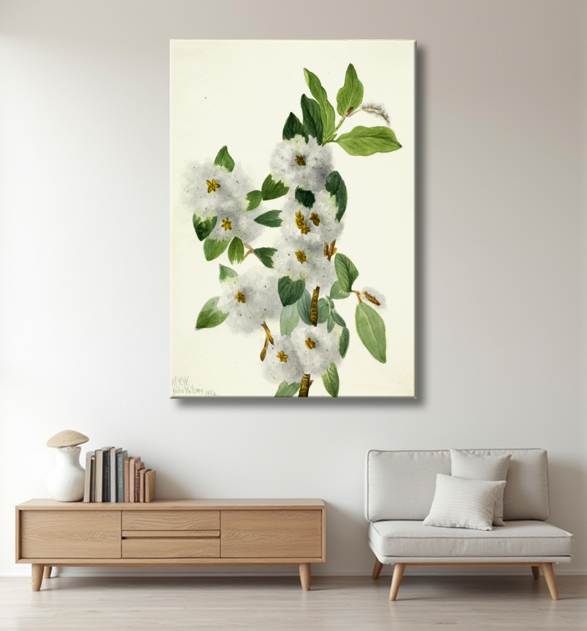 Reproduction Saule rocheux (Salix vestita) de Mary Vaux Walcott, born Philadelphia, PA 1860-died St. Andrews, New Brunswick, Canada 1940 avec decor