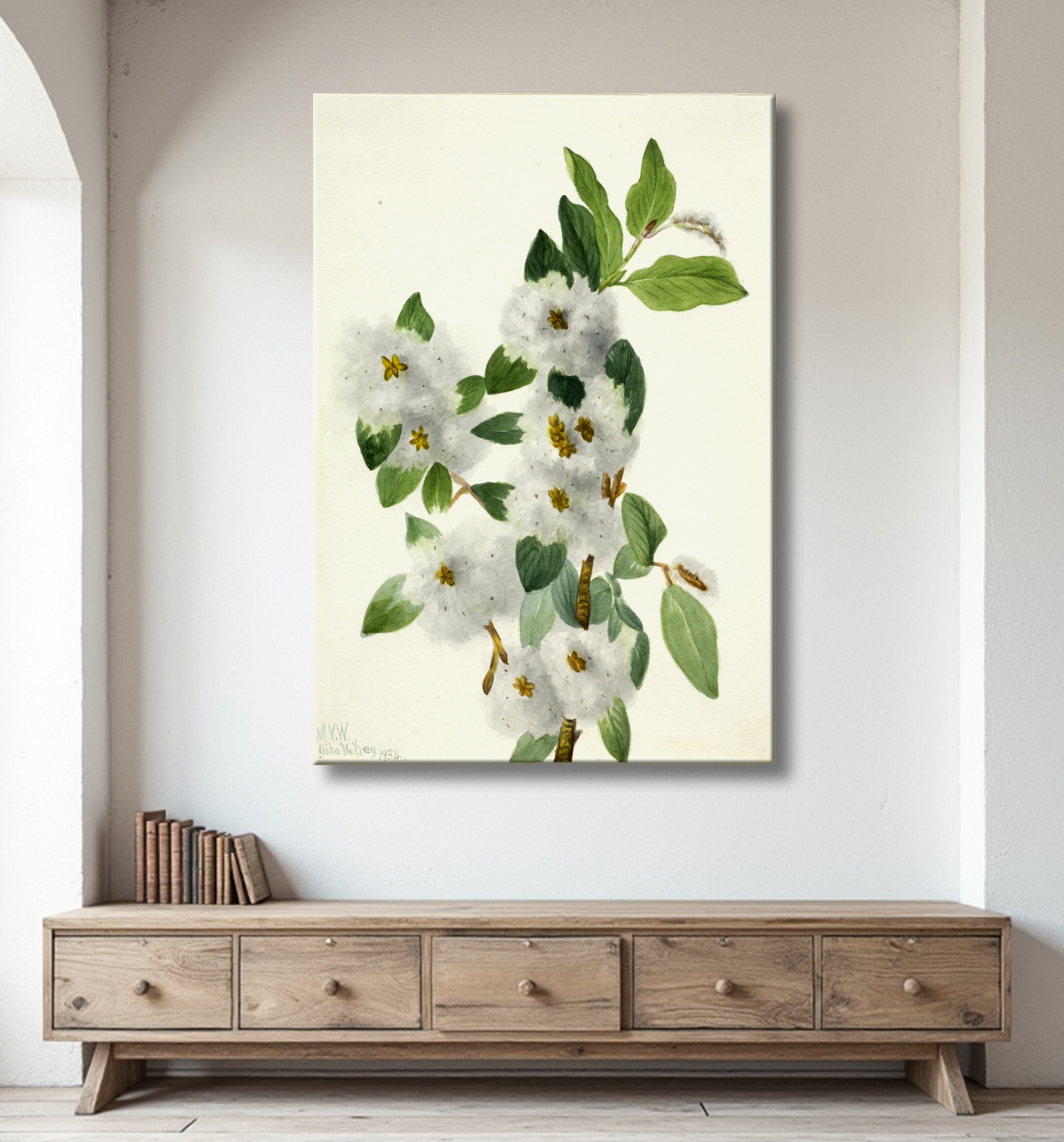 Reproduction Saule rocheux (Salix vestita) de Mary Vaux Walcott, born Philadelphia, PA 1860-died St. Andrews, New Brunswick, Canada 1940 avec decor