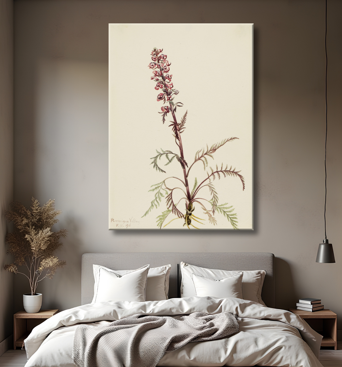 Reproduction Tête d'éléphant (Pedicularis groenlandica) de Mary Vaux Walcott, born Philadelphia, PA 1860-died St. Andrews, New Brunswick, Canada 1940 avec decor
