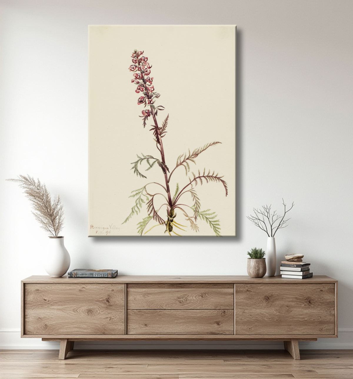 Reproduction Tête d'éléphant (Pedicularis groenlandica) de Mary Vaux Walcott, born Philadelphia, PA 1860-died St. Andrews, New Brunswick, Canada 1940 avec decor