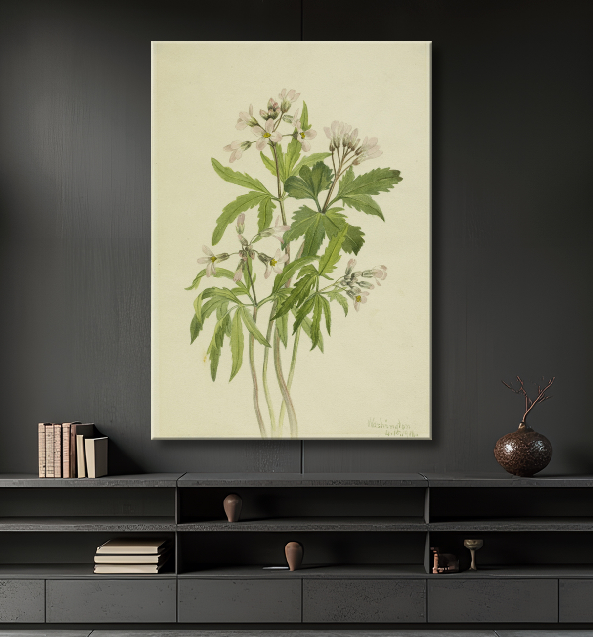Reproduction Toothwort coupée (Dentaria laciniata) de Mary Vaux Walcott, born Philadelphia, PA 1860-died St. Andrews, New Brunswick, Canada 1940 avec decor
