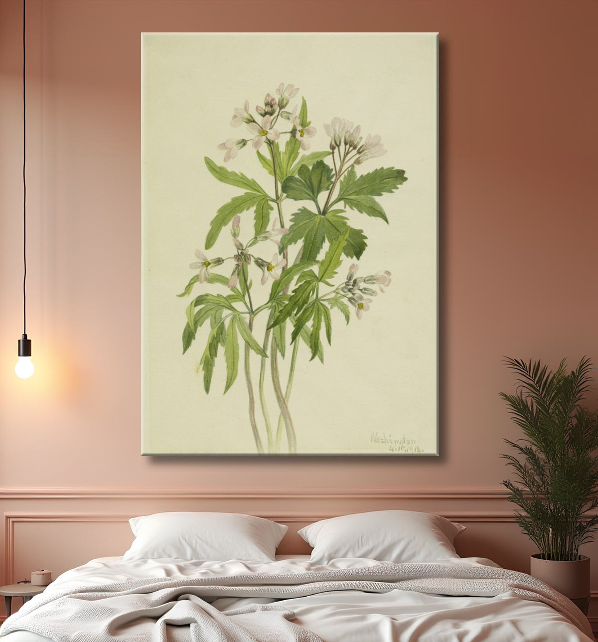 Reproduction Toothwort coupée (Dentaria laciniata) de Mary Vaux Walcott, born Philadelphia, PA 1860-died St. Andrews, New Brunswick, Canada 1940 avec decor