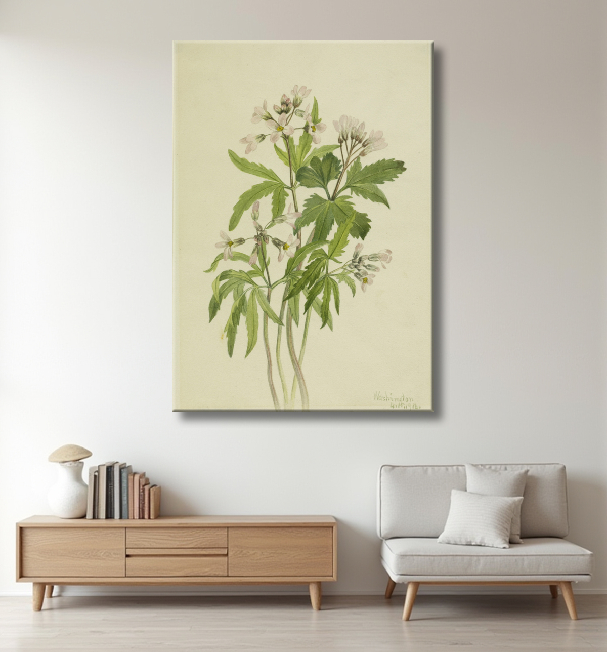 Reproduction Toothwort coupée (Dentaria laciniata) de Mary Vaux Walcott, born Philadelphia, PA 1860-died St. Andrews, New Brunswick, Canada 1940 avec decor