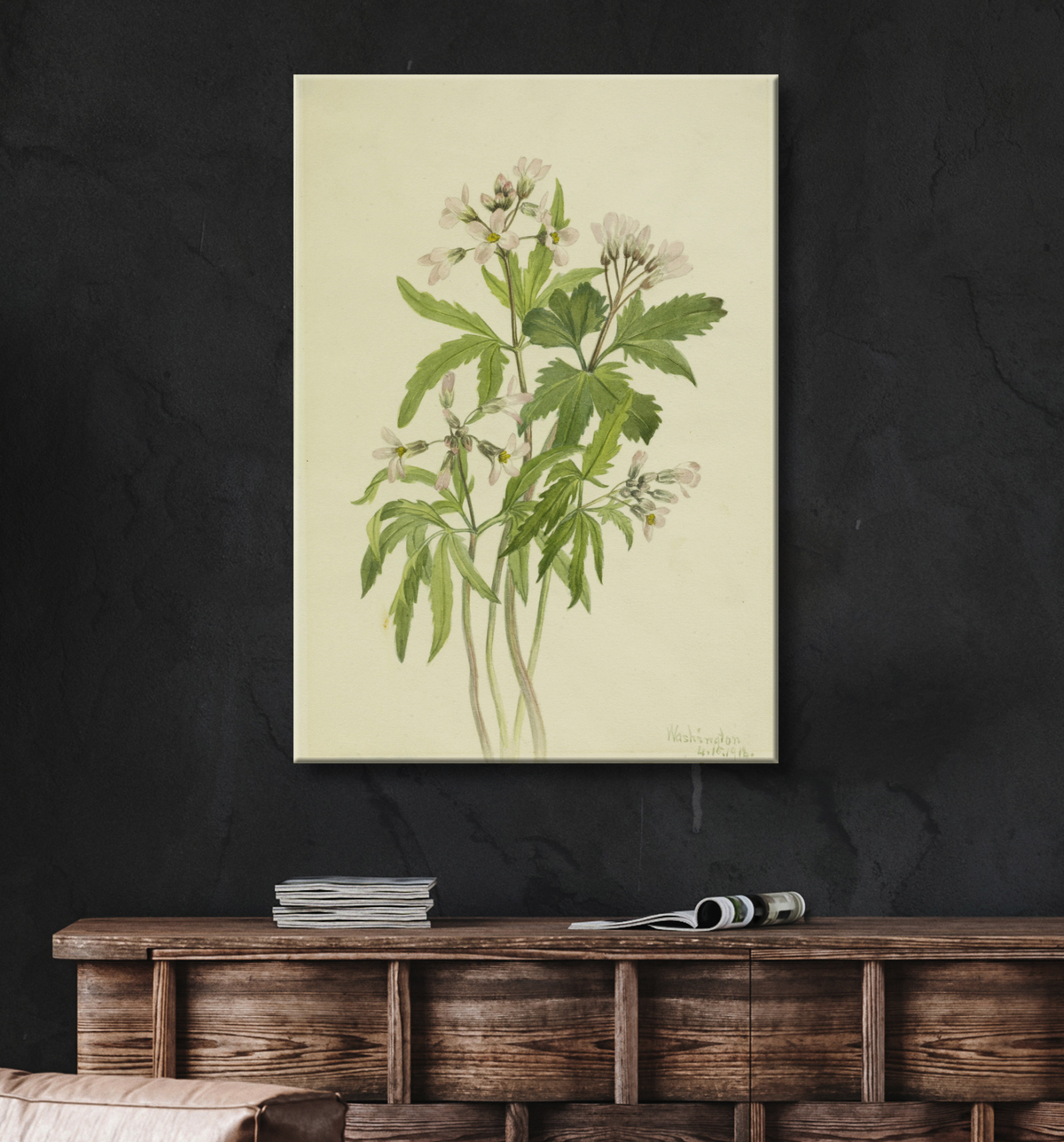 Reproduction Toothwort coupée (Dentaria laciniata) de Mary Vaux Walcott, born Philadelphia, PA 1860-died St. Andrews, New Brunswick, Canada 1940 avec decor