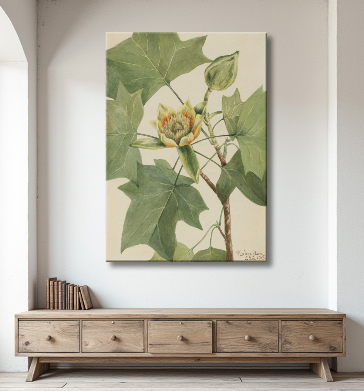 Reproduction Tulipier (Liriodendron tulipifera) de Mary Vaux Walcott, born Philadelphia, PA 1860-died St. Andrews, New Brunswick, Canada 1940 avec decor