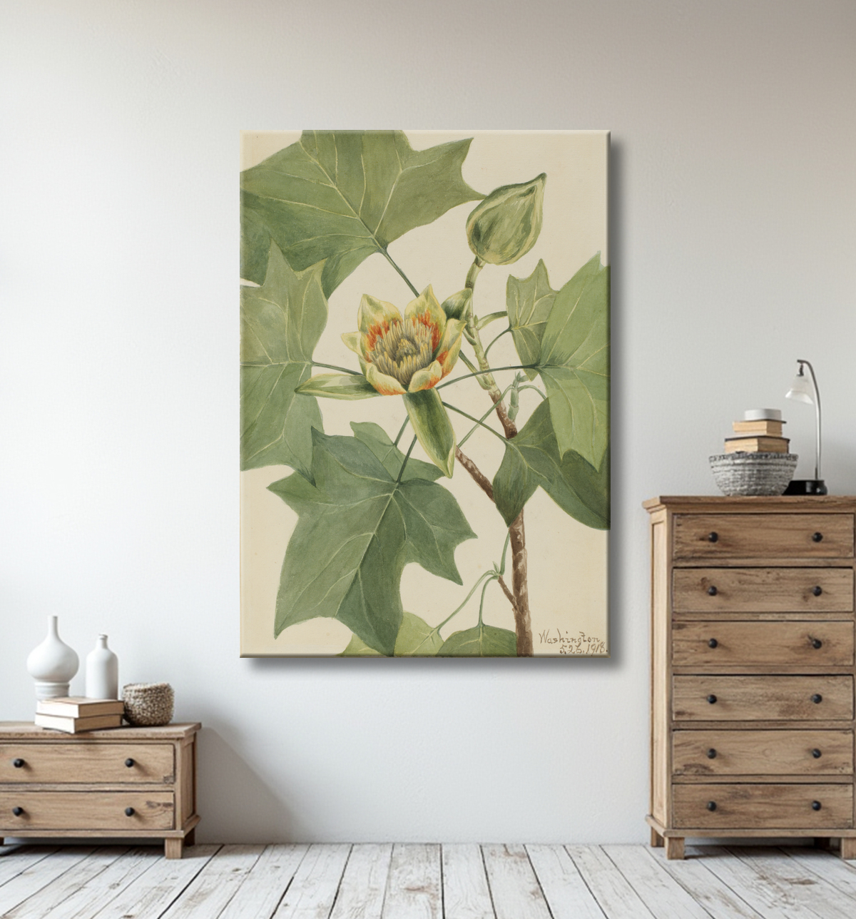 Reproduction Tulipier (Liriodendron tulipifera) de Mary Vaux Walcott, born Philadelphia, PA 1860-died St. Andrews, New Brunswick, Canada 1940 avec decor