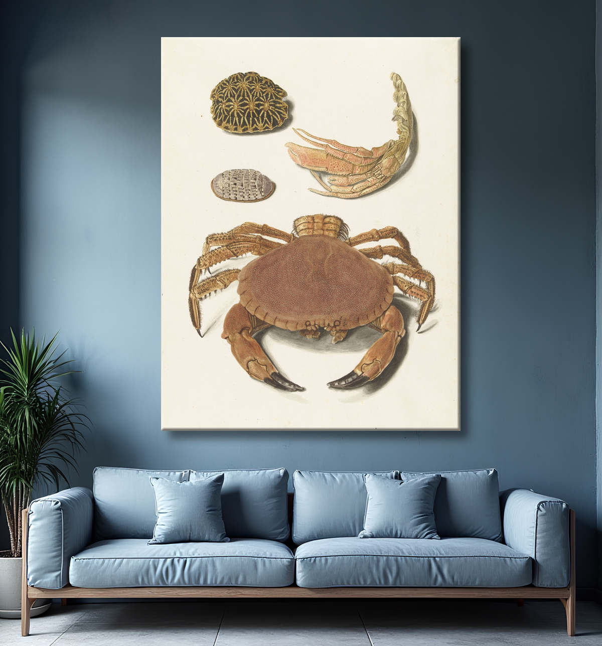 Affiche encadrée d'art réalisée en France ou toile fine art imprimée. Un crabe, des ciseaux à crabe et deux carapaces de tortue...