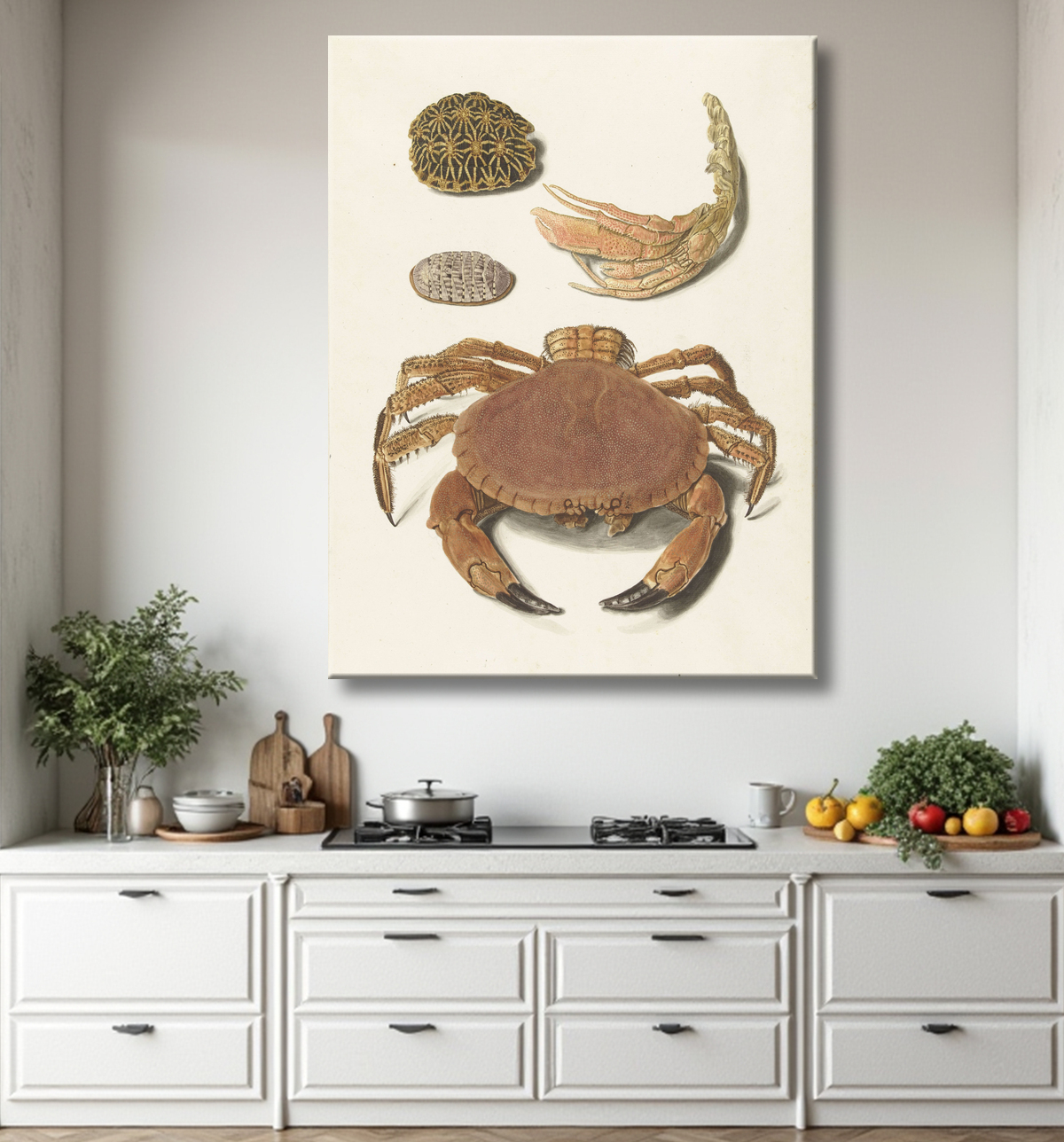 Reproduction Un crabe, des ciseaux à crabe et deux carapaces de tortue de Johann Gustav Hoch avec decor