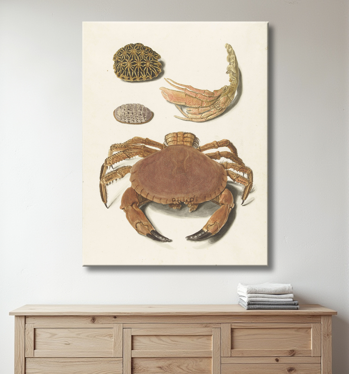 Reproduction Un crabe, des ciseaux à crabe et deux carapaces de tortue de Johann Gustav Hoch avec decor