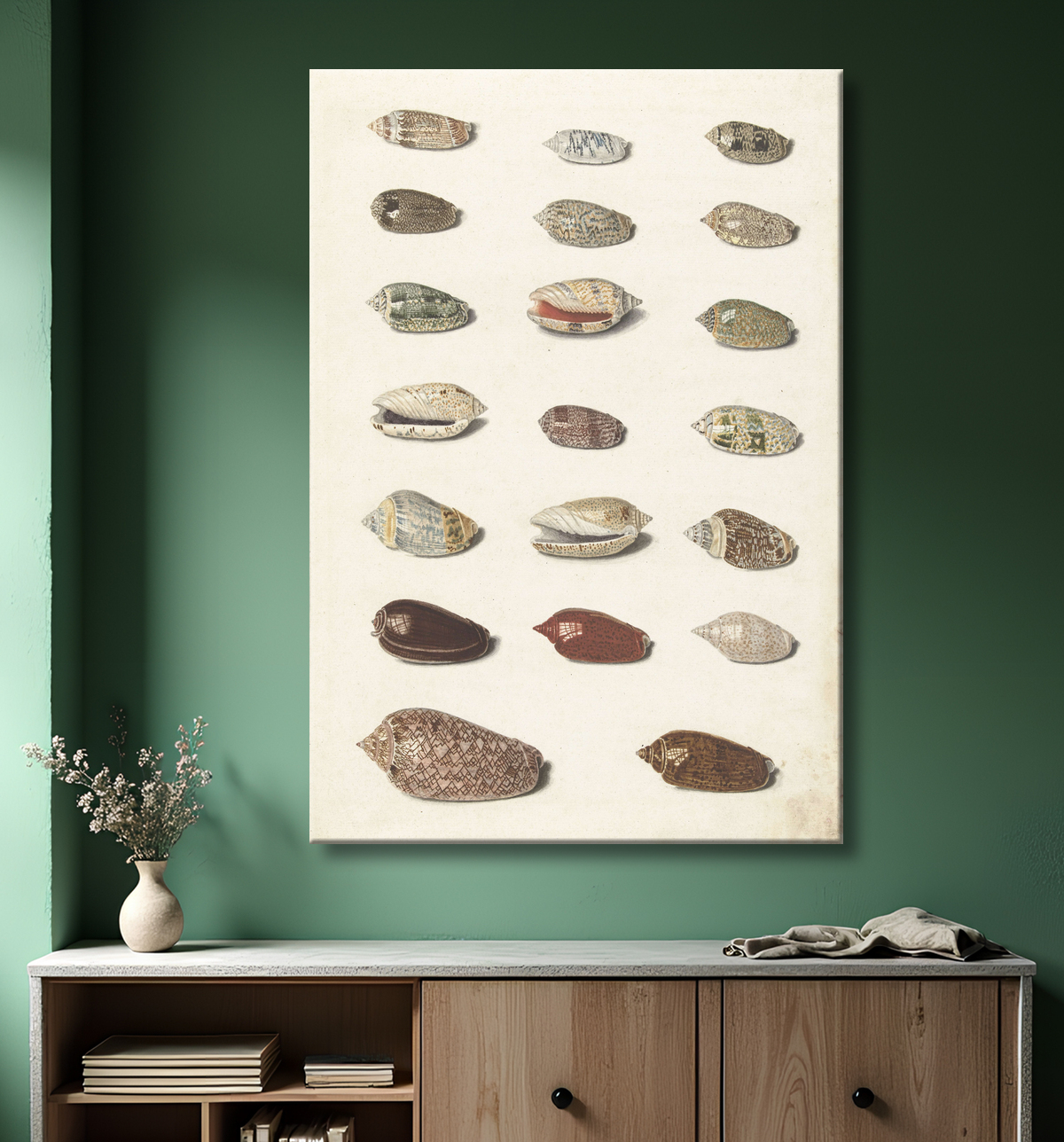 Reproduction Vingt coquillages tropicaux de Johann Gustav Hoch avec decor