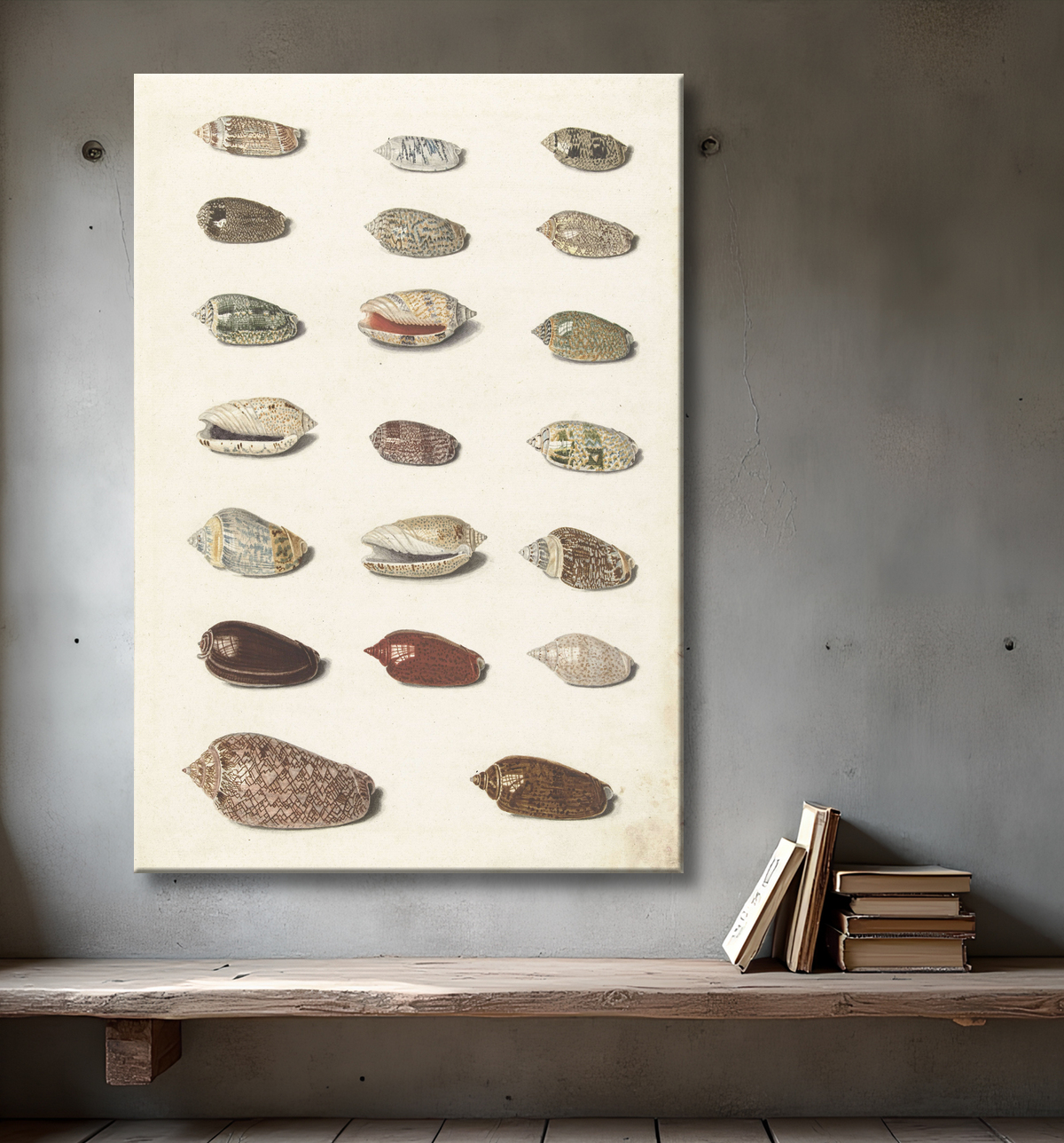 Reproduction Vingt coquillages tropicaux de Johann Gustav Hoch avec decor