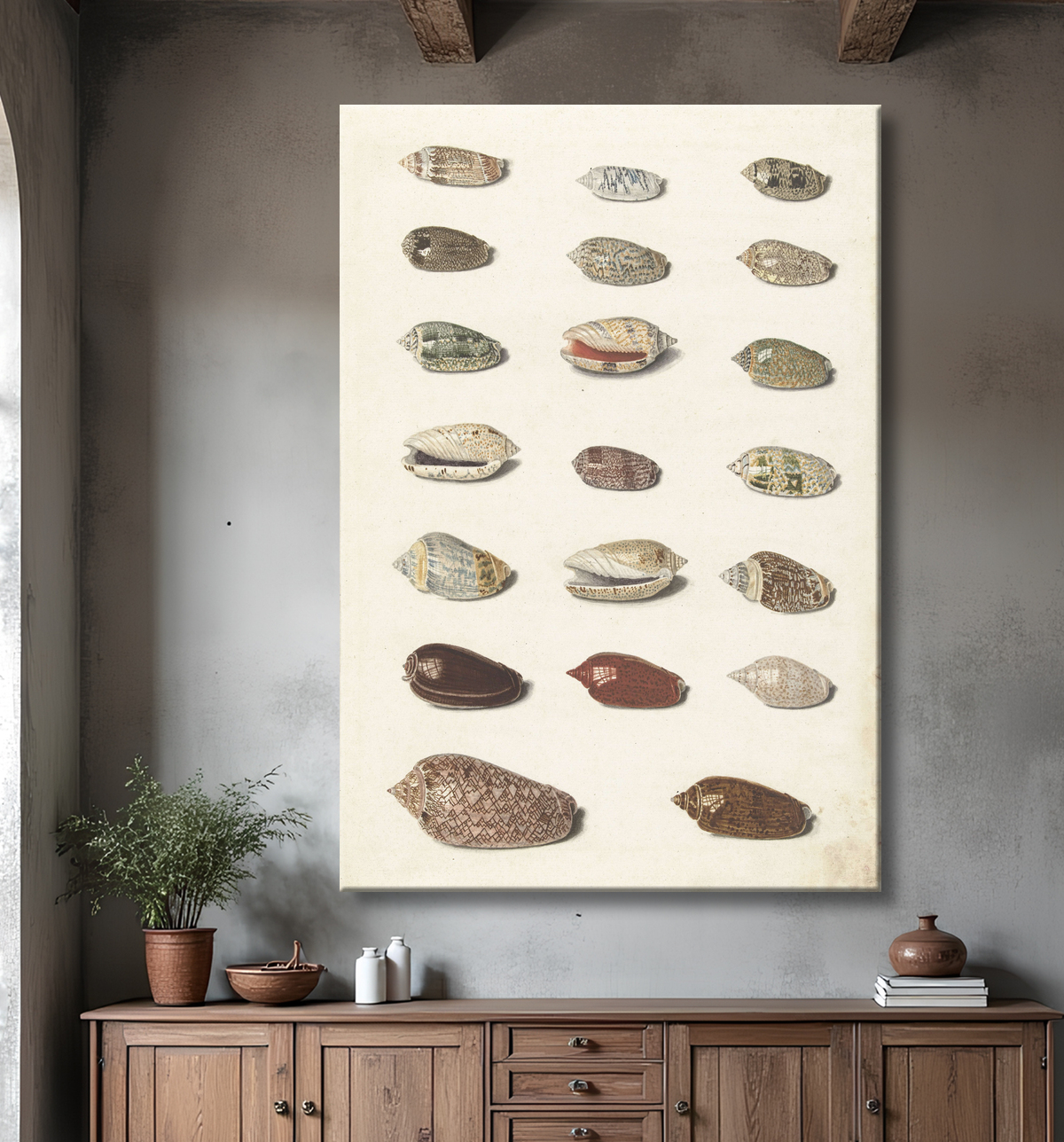 Reproduction Vingt coquillages tropicaux de Johann Gustav Hoch avec decor
