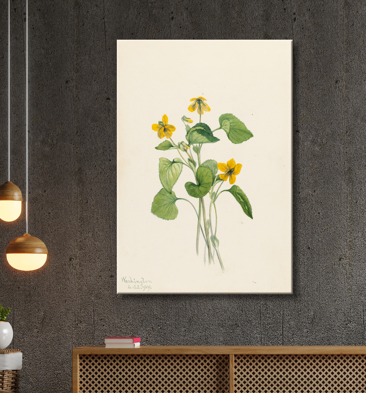 Reproduction Violet jaune lisse (Viola eriocarpa) de Mary Vaux Walcott, born Philadelphia, PA 1860-died St. Andrews, New Brunswick, Canada 1940 avec decor