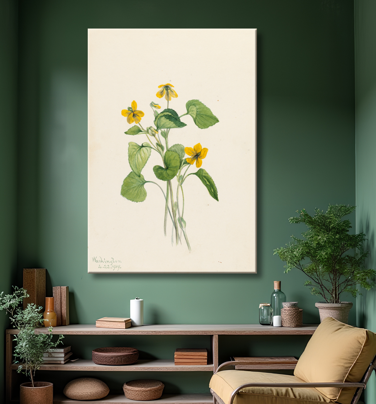 Reproduction Violet jaune lisse (Viola eriocarpa) de Mary Vaux Walcott, born Philadelphia, PA 1860-died St. Andrews, New Brunswick, Canada 1940 avec decor