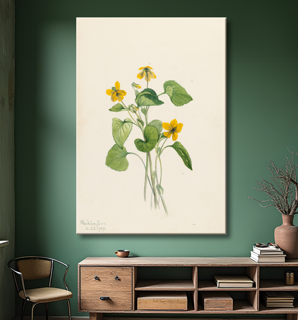 Reproduction Violet jaune lisse (Viola eriocarpa) de Mary Vaux Walcott, born Philadelphia, PA 1860-died St. Andrews, New Brunswick, Canada 1940 avec decor
