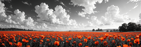 Tableau original représentant des coquelicots rouges sur fond noir et blanc, créant un contraste visuel saisissant. Décoration élégante et expressive.