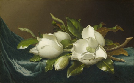 Affiche encadrée ou tirage d'art sur toile 100% français. Magnolias sur tissu velours bleu clair...