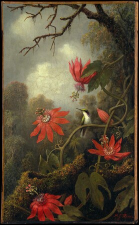 Poster encadré ou impression sur toile réalisée en France. Colibri et passiflores...
