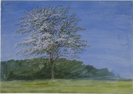 Affiche made in France encadrée ou toile fine art imprimée. Étude d'un arbre en fleurs...