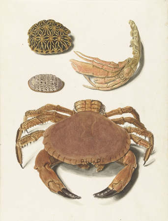 Affiche encadrée d'art réalisée en France ou toile fine art imprimée. Un crabe, des ciseaux à crabe et deux carapaces de tortue...