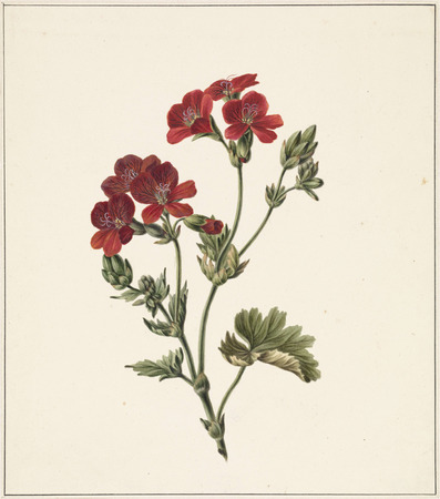 Impression premium sur toile fine art ou poster encadré fabriqué en France. fleur rouge...
