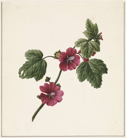 Poster encadré fine art made in France ou toile d’art premium. Branche avec fleurs violettes...