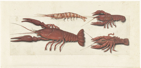 Affiche encadrée d'art de qualité made in France ou toile premium. Langoustine, deux écrevisses et crevettes...