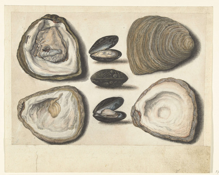 Poster fine art fabriqué en France de qualité ou toile d’art imprimée. Huîtres et moules. Huîtres (Ostrea edulis) et moules (Mylitus edulis)...