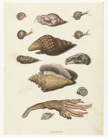 Toile made in France premium fine art ou affiche encadrée. Coquillages, algues, escargots et crâne de lapin...