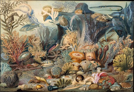 Impression sur toile ou poster encadré origine France. La vie océanique...