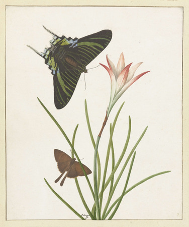 Poster encadré haut de gamme fabriqué en France ou toile fine art. Deux papillons à un lis...
