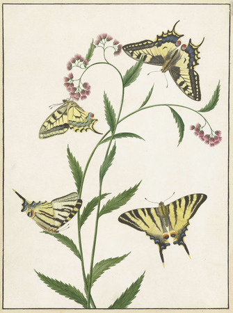 Toile fine art premium en France ou affiche encadrée d’art. Quatre papillons sur des fleurs...