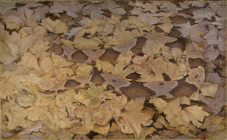 Impression d’art premium made in France sur toile ou poster encadré. Copperhead Snake on Dead Leaves, étude pour le livre Concealing Coloration in the Animal Kingdom...