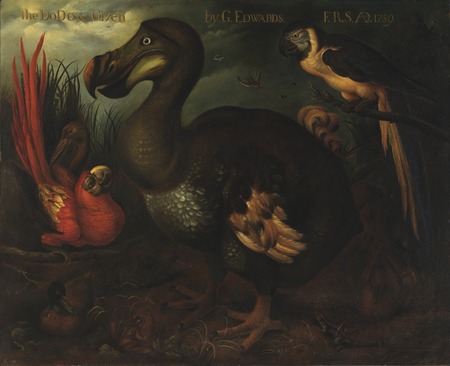 Toile d’art premium made in France imprimée ou affiche encadrée. Le Dodo et Donné...