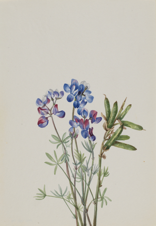 Poster haut de gamme fabriqué en France fine art ou toile premium. Sans titre - Étude de fleurs...