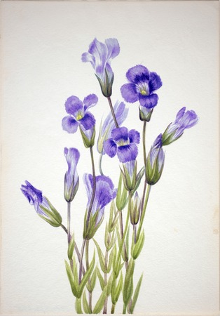 Impression premium fine art en France sur toile ou poster encadré. Gentiane frangée (Gentiana elegana)...