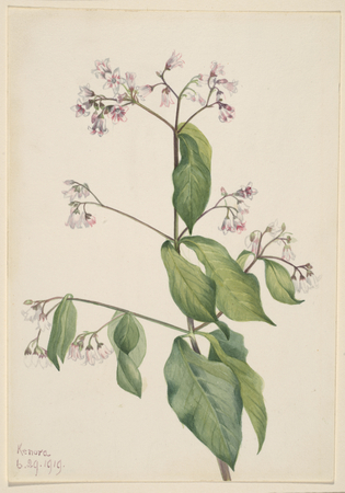 Impression d'art sur toile et affiche encadrée made in France. Apocyum androsaemfolium (Apocyum androsaemfolium)...