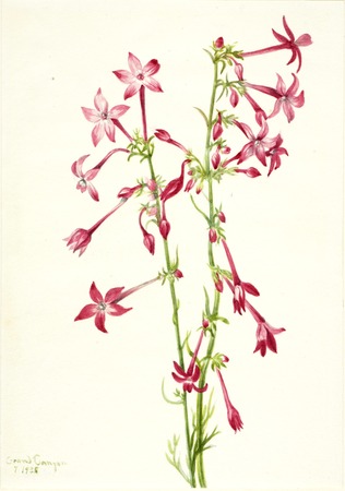 Impression fine art sur toile ou poster encadré fabriqué en France. Gilia écarlate (Gilia aggregata)...
