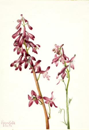 Toile imprimée et affiche encadrée réalisée en France. Pied d'alouette rouge (Delphinium nudicale)...