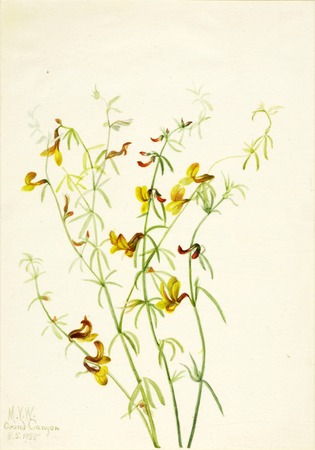 Tirage d'art sur toile ou affiche encadrée de production française. Lotus puberulus...