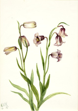 Reproduction fine art sur toile ou poster encadré made in France. Fritillaire (Fritillaria biflora)...