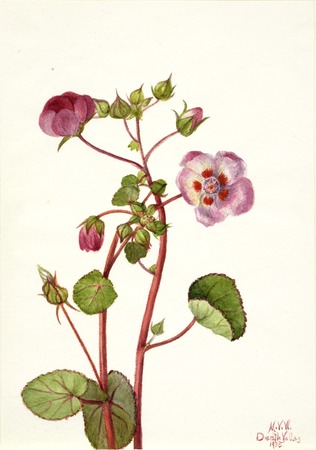 Poster encadré ou toile HD imprimée fabrication française. Eremalche rotundifolia...