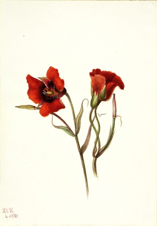 Impression haut de gamme sur toile ou affiche encadrée made in France. Désert Mariposa (Calochortus kennedyi)...