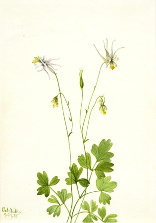 Affiche encadrée ou tirage d'art sur toile 100% français. Aquilegia ecalcarata...