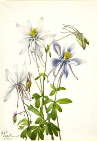 Impression de qualité sur toile ou poster encadré conçu et réalisé en France. Colombine (Aquilegia ecalcarata)...